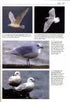 Gulls of the World, Klaus Malling Olsen. A Photographic Guide